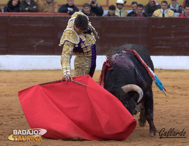 Tirando del toro para ligar los derechazos.