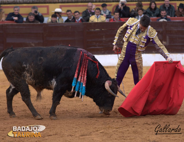 Comenzando a tirar del animal con el imán de su muleta.