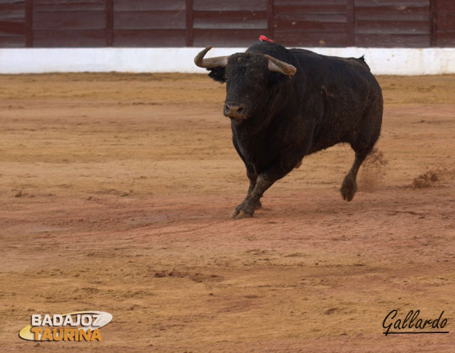 Mosquetero galopando de salida...nunca dejó de hacerlo durante toda su lidia.