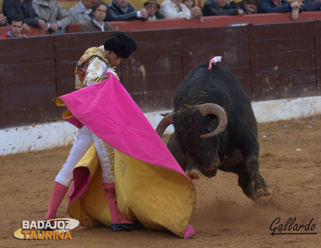 Primer lance de recibo y ya empieza el toro a meter bien la cara.