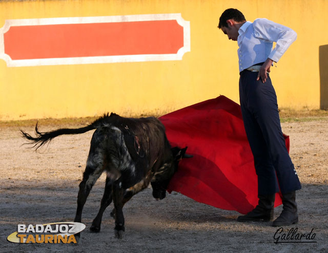 Díez muleteando a la añoja.