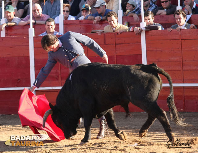 Canales Rivera muleteando al segundo novillo. (FOTOS: Gallardo)