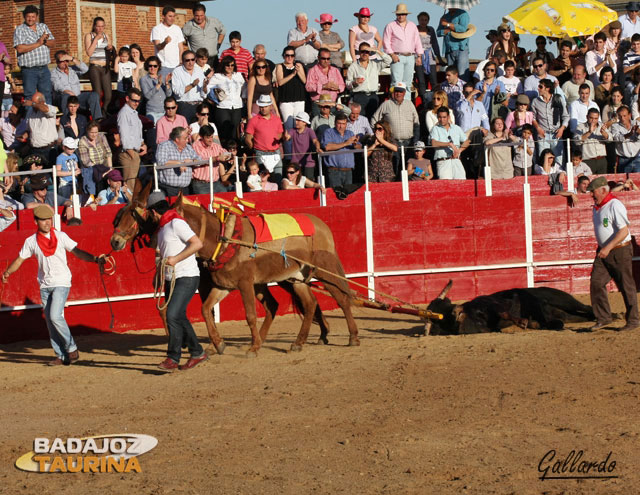 Vuelta al ruedo después de haber arrastrado al toro...¡hay que estar más atentos!