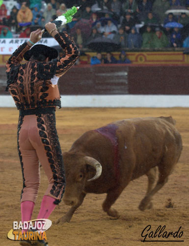 Agustín Marín a punto de clavar banderillas extremeñas.