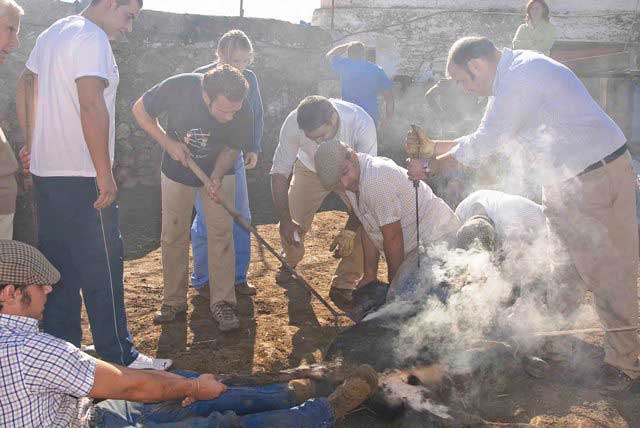 Número correlativo, guarismo de año y hierro son marcados en la res.