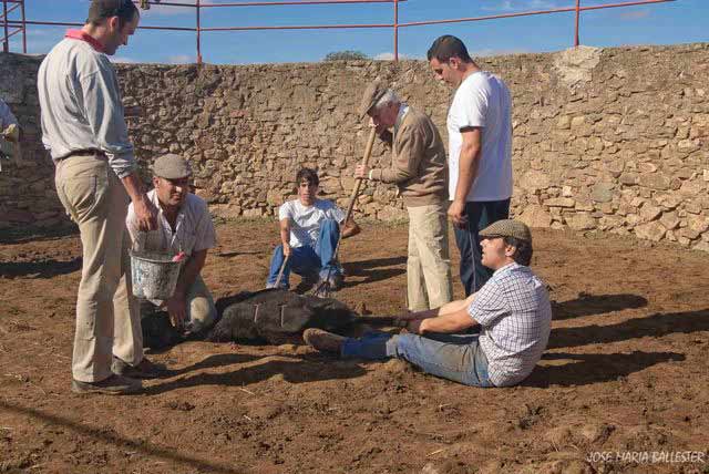 El hierro de la ganadería es colocado por el ganadero.