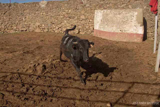 La bravura del ganado sale a relucir tras el herradero.