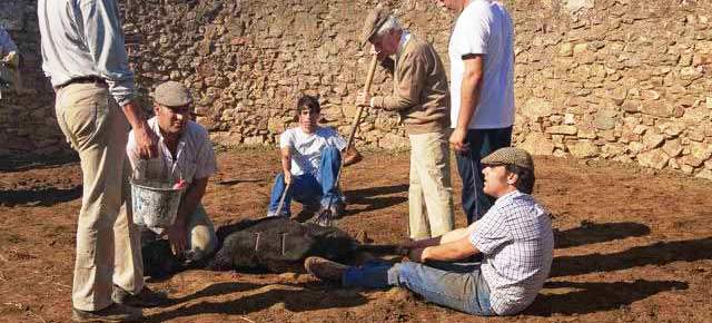 Herrando a mano en la ganadería de Arcadio Albarrán. (FOTO: J.M. Ballester)