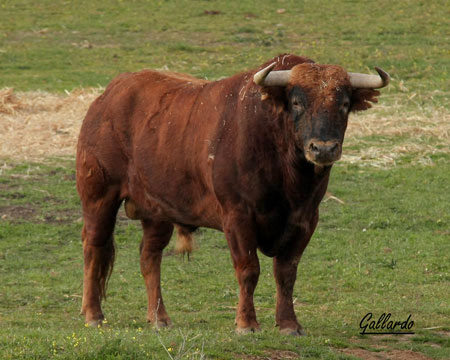 Molinero. Nº 81, castaño bocinegro.