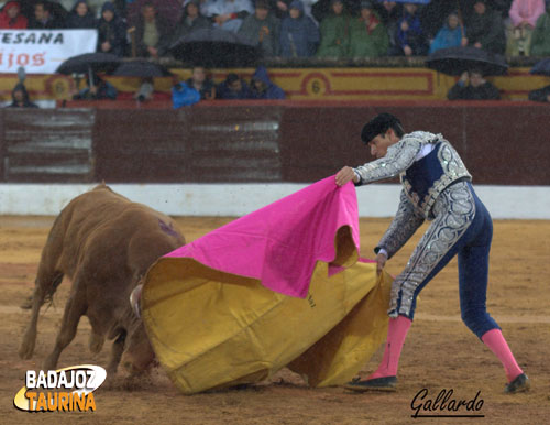 José Antonio Muñoz bregando al novillo del debut de Cerro.