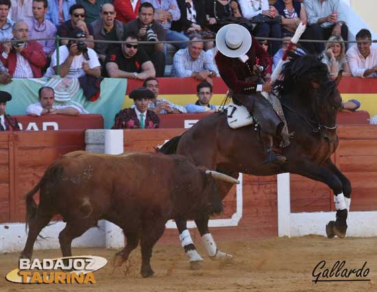 'Nazarí' cosiendo al toro a su estribo para llevarlo toreado.