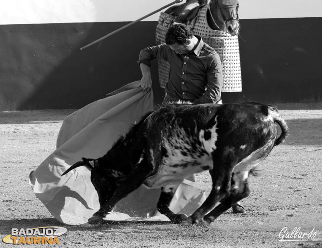 Era el turno de Ferrera que colocó de esta forma la vaca en el caballo.