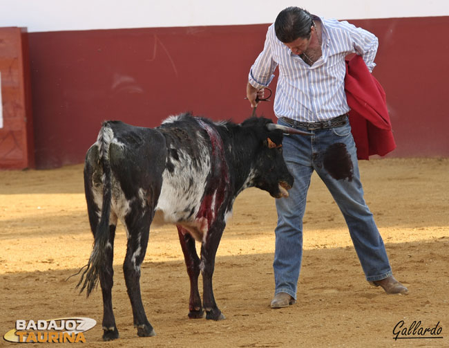 Adornándose tras una faena que valió su peso a la hora de aprobar a la vaca.