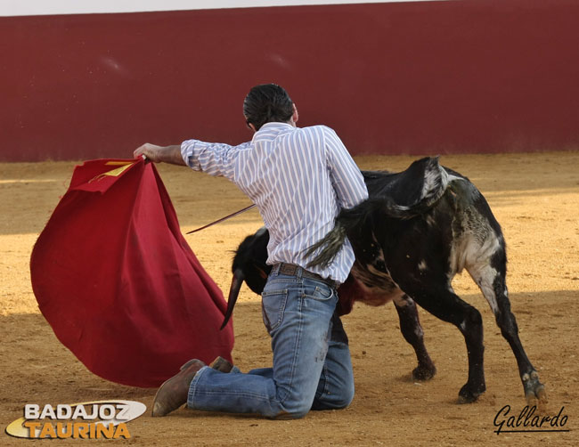 Toreando en redondo, obsérvese cómo coloca la cara la res.