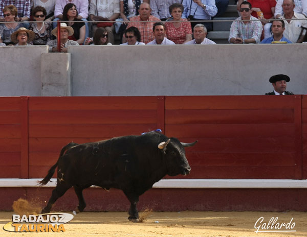 Topinero, nº 81, primer toro lidiado en el nuevo coso.