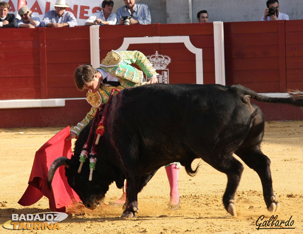 Llevando al toro cosido en la bamba de la muleta.