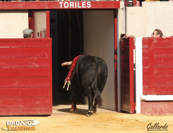 Ferretero, indultado, enfilando el camino de toriles 