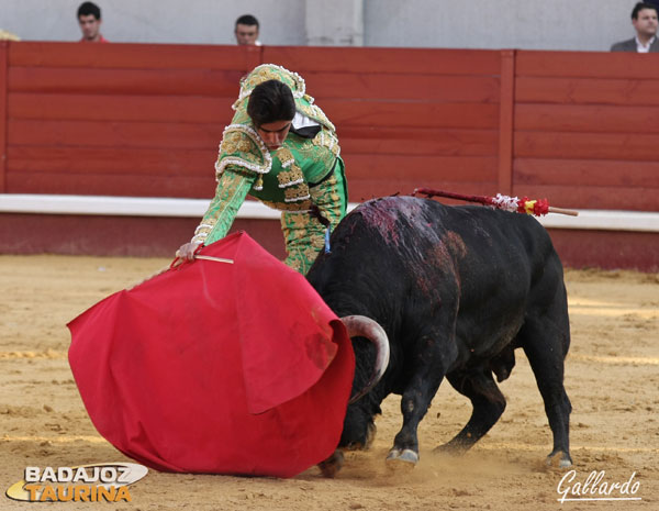 Llevando al toro muy tapado pra que se encele en la tela.