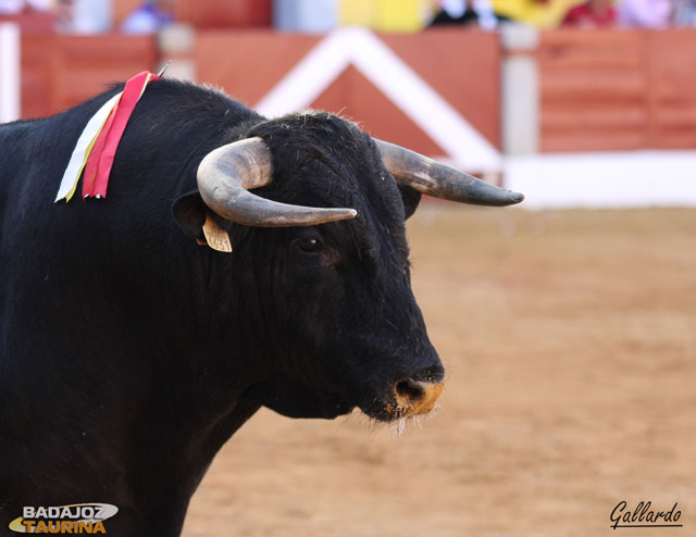 Un toro muy moderno...con pendiente.