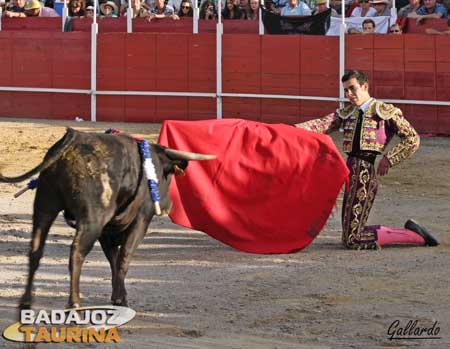 Disposición en el debutante.