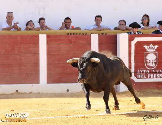 Un toro para un doctorado.