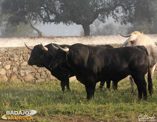 Los dos primeros toros que fueron embarcados.