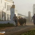…levantando una polvareda para pasar por el cortijo…