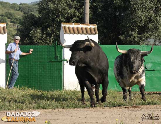 Tercera tanda: el Nº 15 y el burraco-77...