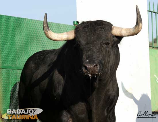 Toros con identidad propia para una plaza especial.