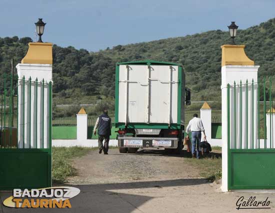 Ya parten para la gloria...Les acompaña su mayoral.