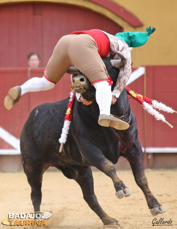 M,omento del encuentro entre el toro y el forcado de cara.