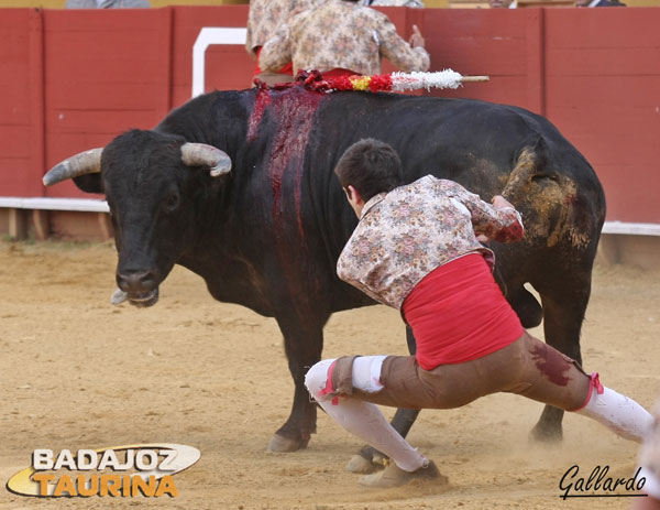 El rabillador haciendo su trabajo.