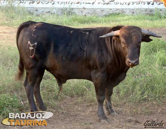 Variedad cromática en los añojos reseñados para el debut.