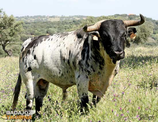 Sombrerero-17, fijador de nobleza y bravura.