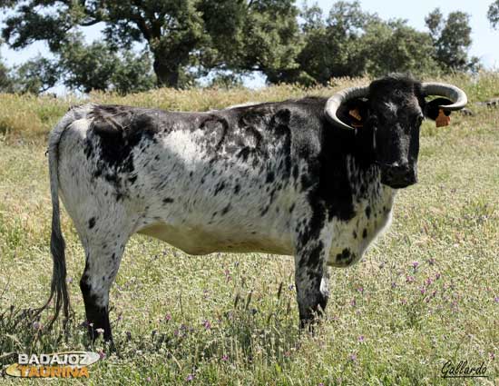 Preciosa lámina que junto a la de Sombrero, dará toros espectaculares.