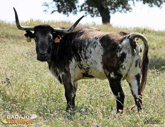 Espectacular vaca de amplia arboladura para dar cara.