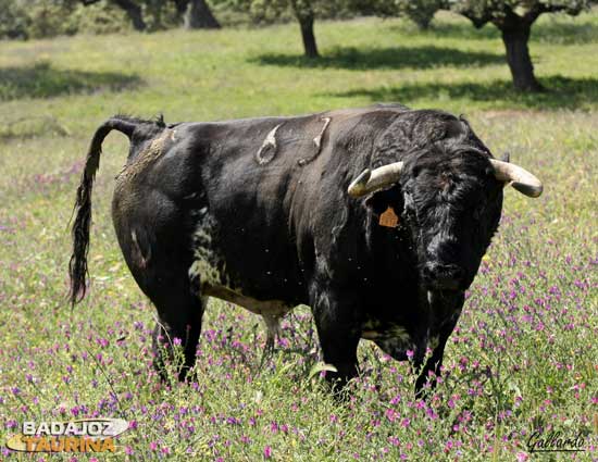 O el 63-Luchito, toro al que se le han aprobado todas sus rastras.