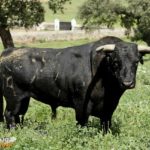 Precioso ejemplar que conjuga lo que busca Carlos en sus toros. (FOTO:Gallardo)