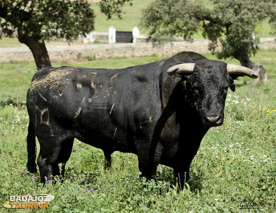 Precioso ejemplar que conjuga lo que busca Carlos en sus toros. (FOTO:Gallardo)