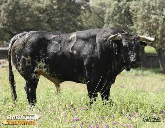 La salpicadura de este ejemplar y el ojo gordo seña inequívoca de pureza Guateles.