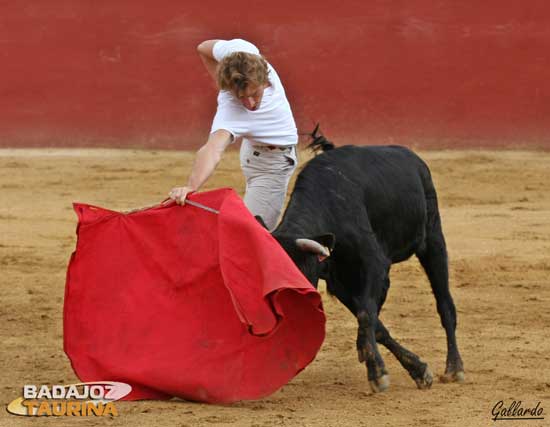 Alargando mucho la embestida de la becerra.