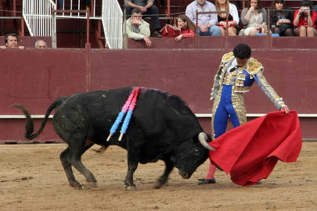 Enganchado al toro en los vuelos de la muleta...