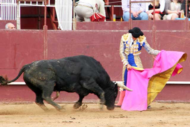 Recibiendo de capote a uno de sus toros.