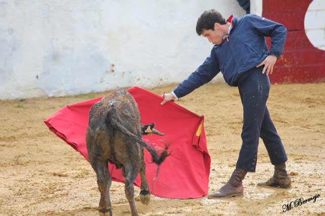Tomás Campos enganchando a la vaca para torear en redondo.
