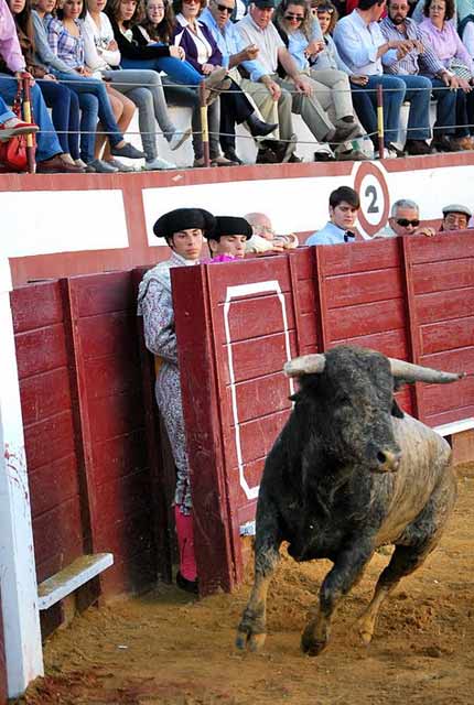 La moda de duchar a los toros en los corrales.