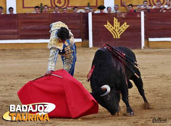 Bajando la mano para llevar toreada a la res.