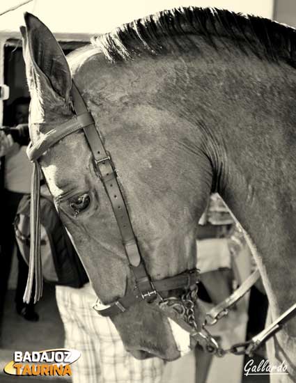 El caballo de Cabazo de una belleza especial.