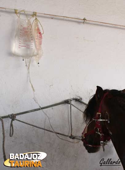 Cuidados intensivos a un caballo torero.