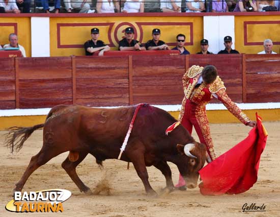 Echando los vuelos al hocico de la res.