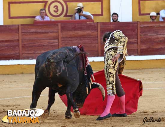 Bajando la mano para someter a la res.